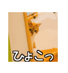 可愛い猫のにゃんだふるライフ（個別スタンプ：16）