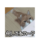 可愛い猫のにゃんだふるライフ（個別スタンプ：17）