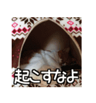 可愛い猫のにゃんだふるライフ（個別スタンプ：18）