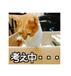 可愛い猫のにゃんだふるライフ（個別スタンプ：19）