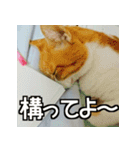 可愛い猫のにゃんだふるライフ（個別スタンプ：20）