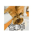 可愛い猫のにゃんだふるライフ（個別スタンプ：21）