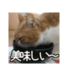 可愛い猫のにゃんだふるライフ（個別スタンプ：23）