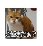 可愛い猫のにゃんだふるライフ（個別スタンプ：24）