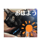黒猫 オロチ スタンプ（個別スタンプ：2）
