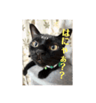 黒猫 オロチ スタンプ（個別スタンプ：6）