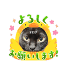 黒猫 オロチ スタンプ（個別スタンプ：8）