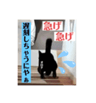 黒猫 オロチ スタンプ（個別スタンプ：11）