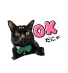 黒猫 オロチ スタンプ（個別スタンプ：12）