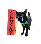 黒猫 オロチ スタンプ（個別スタンプ：15）
