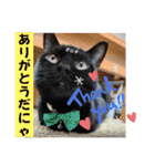 黒猫 オロチ スタンプ（個別スタンプ：16）