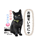 黒猫 オロチ スタンプ（個別スタンプ：19）
