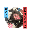 黒猫 オロチ スタンプ（個別スタンプ：22）