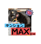 黒猫 オロチ スタンプ（個別スタンプ：24）