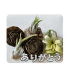 まいにちエアプランツ（個別スタンプ：7）