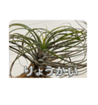 まいにちエアプランツ（個別スタンプ：12）