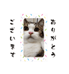 武kiyo I love neko（個別スタンプ：1）