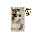 武kiyo I love neko（個別スタンプ：2）
