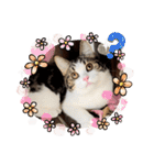 武kiyo I love neko（個別スタンプ：3）