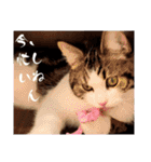 武kiyo I love neko（個別スタンプ：5）