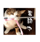 武kiyo I love neko（個別スタンプ：6）