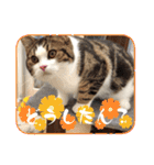 武kiyo I love neko（個別スタンプ：7）