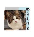 武kiyo I love neko（個別スタンプ：8）