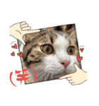 武kiyo I love neko（個別スタンプ：10）