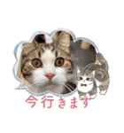 武kiyo I love neko（個別スタンプ：11）