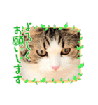 武kiyo I love neko（個別スタンプ：12）