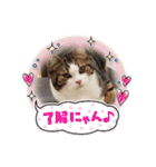 武kiyo I love neko（個別スタンプ：14）