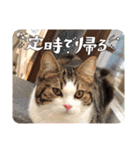 武kiyo I love neko（個別スタンプ：15）