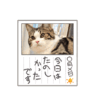 武kiyo I love neko（個別スタンプ：16）