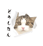 武kiyo I love neko（個別スタンプ：17）