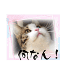 武kiyo I love neko（個別スタンプ：20）