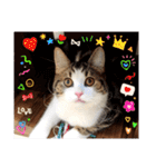武kiyo I love neko（個別スタンプ：21）
