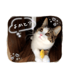 武kiyo I love neko（個別スタンプ：22）
