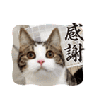 武kiyo I love neko（個別スタンプ：23）