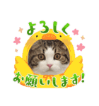 武kiyo I love neko（個別スタンプ：26）