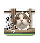 武kiyo I love neko（個別スタンプ：27）