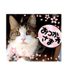 武kiyo I love neko（個別スタンプ：29）