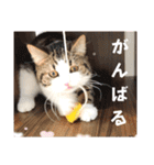武kiyo I love neko（個別スタンプ：30）