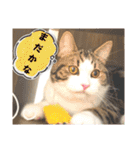 武kiyo I love neko（個別スタンプ：31）