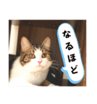 武kiyo I love neko（個別スタンプ：32）