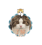 武kiyo I love neko（個別スタンプ：34）