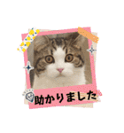 武kiyo I love neko（個別スタンプ：36）