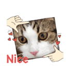 武kiyo I love neko（個別スタンプ：37）