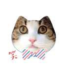 武kiyo I love neko（個別スタンプ：39）