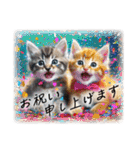 とにかく祝う猫のスタンプ（個別スタンプ：17）