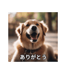 面白い犬ミームスタンプ【家事・主婦】（個別スタンプ：5）